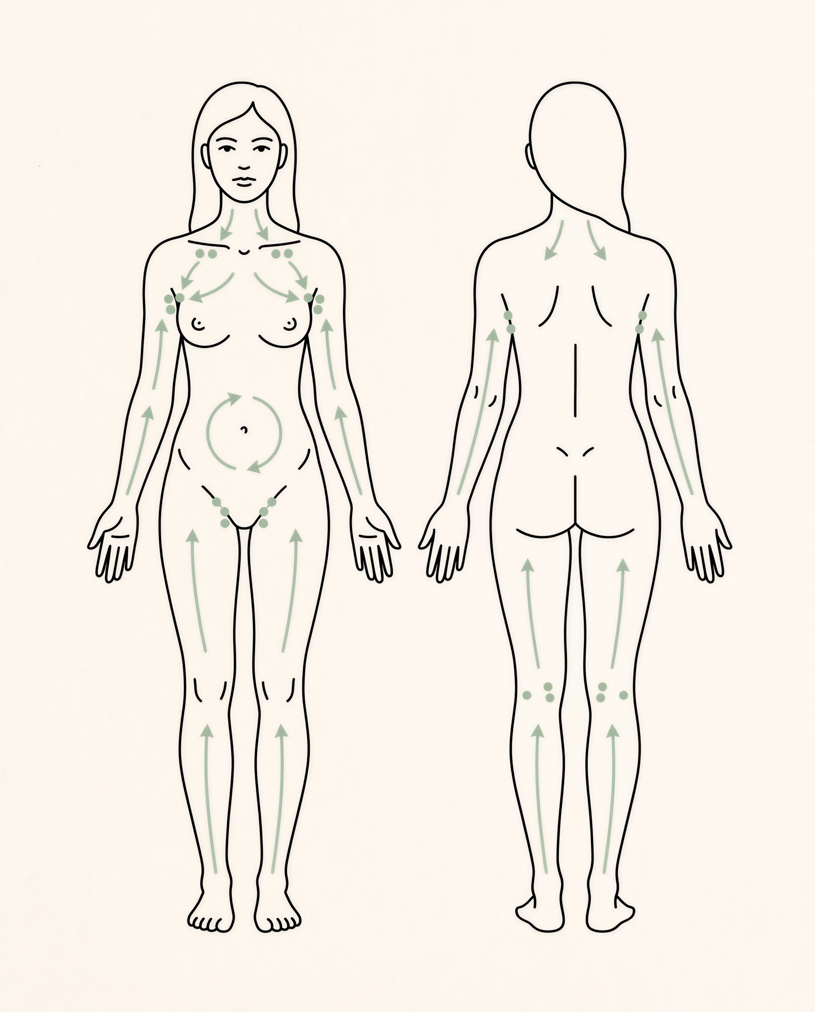 Dry brushing direction chart: brush toward the heart, up the legs and arms, clockwise on the belly